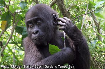 Myombe Reserve - Busch Gardens