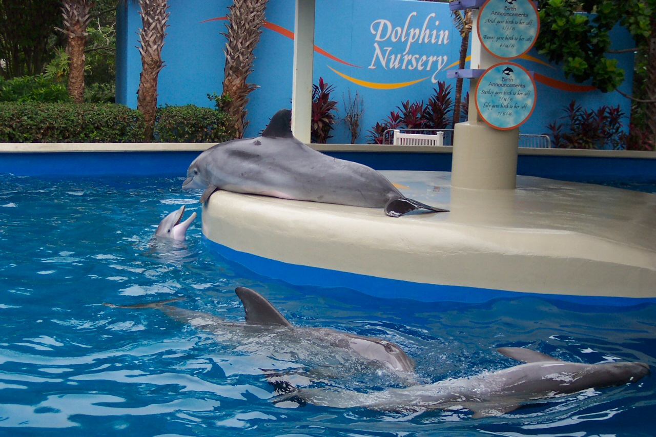 Dolphin Nursery