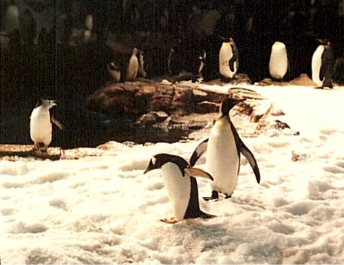 Penguin Encounter