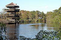 Breeding Marsh and Bird Rookery