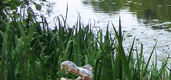 Gatorland